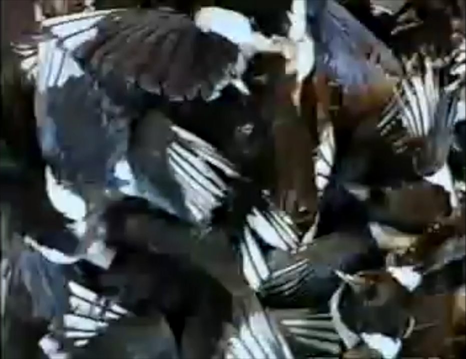 Pigeons that seemed to devour the model wearing it.